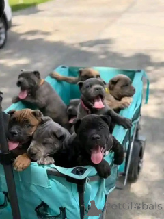 Photo №2 to announcement № 173406 for the sale of cane corso - buy in Denmark private announcement, breeder