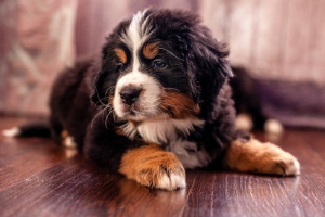 Photo №2 to announcement № 5868 for the sale of bernese mountain dog - buy in Russian Federation breeder