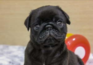 Photo №1. pug - for sale in the city of Bezenchuk | negotiated | Announcement № 3704