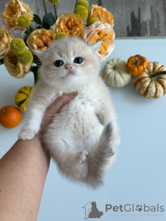 Photo №3. Purebred Golden Cream British Shorthair Kitten Adorable Teddy-Bear Look. Czech Republic