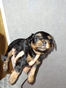 Photo №4. I will sell beaver yorkshire terrier, yorkshire terrier in the city of Riga. private announcement, from nursery, breeder - price - 723$