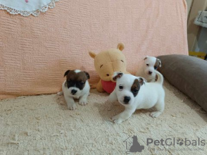 Photo №2 to announcement № 125766 for the sale of jack russell terrier - buy in Serbia breeder