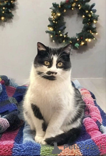 Photo №2 to announcement № 161657 for the sale of  - buy in Russian Federation private announcement