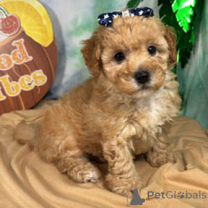Photo №1. poodle (toy) - for sale in the city of Munich | 723$ | Announcement № 172244