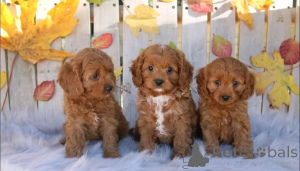 Photo №2 to announcement № 138869 for the sale of kavapu - buy in Germany private announcement, breeder