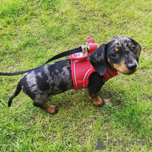 Photo №1. dachshund - for sale in the city of City of London | negotiated | Announcement № 178065