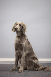 Photo №2 to announcement № 61138 for the sale of weimaraner - buy in Russian Federation private announcement