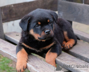 Photo №3. Rottweiler puppies. Russian Federation