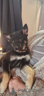 Photo №1. german shepherd - for sale in the city of Belen | 392$ | Announcement № 166205