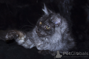 Photo №3. Maine Coon kitten. Russian Federation
