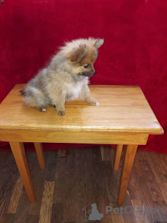 Photo №3. *Outstanding* pomeranian puppies for sale. Germany