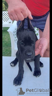 Additional photos: Cane Corso puppies for sale