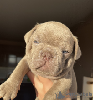 Photo №1. french bulldog - for sale in the city of Penza | 2760$ | Announcement № 31090