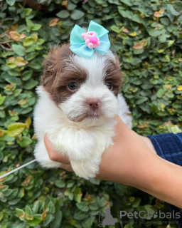 Photo №1. shih tzu - for sale in the city of Richmond | 370$ | Announcement № 42826