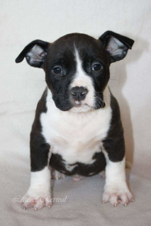 Photo №1. american staffordshire terrier - for sale in the city of Tomilino | Negotiated | Announcement № 1251