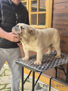 Photo №3. English bulldog, male. Serbia