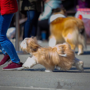 Additional photos: Lhasa apso puppies