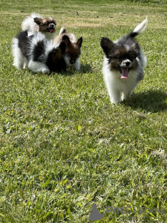 Photo №3. Papillon. Lithuania