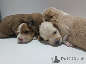 Photo №3. Havanese lavish beautiful puppies for sale. Serbia