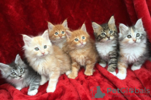 Photo №1. maine coon - for sale in the city of Афины | 402$ | Announcement № 96213
