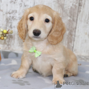 Photo №3. Nelson Male English Cream Long-Haired Dachshund Puppy 10 Weeks Ready to Go Ho. Germany