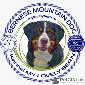 Photo №1. bernese mountain dog - for sale in the city of Kolomna | 14$ | Announcement № 25827