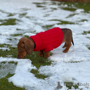 Photo №3. Dachshund puppies are playful, curious, and adorable companions. With their. Russian Federation