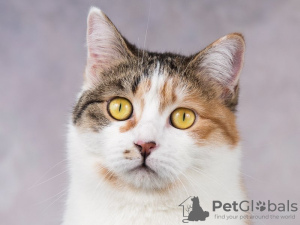 Photo №3. Gentle kitty Sylvia is looking for a home. Russian Federation