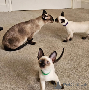 Photo №1. siamese cat - for sale in the city of Euskirchen | 329$ | Announcement № 153767
