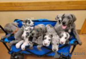 Photo №2 to announcement № 126940 for the sale of great dane - buy in Germany private announcement