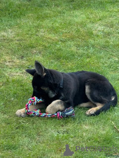 Photo №1. german shepherd - for sale in the city of Baierbrunn | 599$ | Announcement № 175727