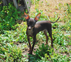 Photo №2 to announcement № 7041 for the sale of russkiy toy - buy in Belarus private announcement