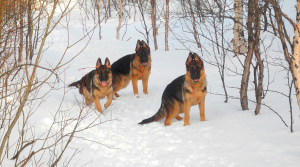Photo №1. german shepherd - for sale in the city of Murmansk | negotiated | Announcement № 5507