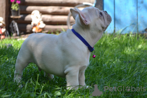 Photo №2 to announcement № 7302 for the sale of french bulldog - buy in Belarus private announcement