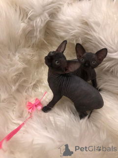 Photo №1. devon rex - for sale in the city of Berlin | negotiated | Announcement № 167241