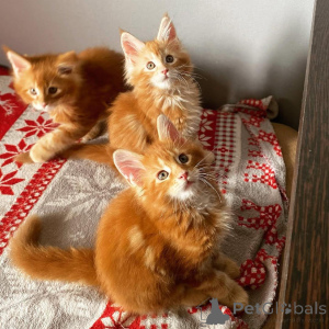 Photo №1. british shorthair - for sale in the city of Florida | 355$ | Announcement № 135698