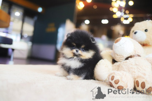 Photo №1. pomeranian - for sale in the city of Columbus | negotiated | Announcement № 152465