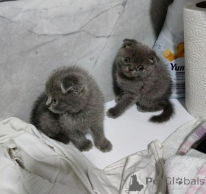 Photo №1. scottish fold - for sale in the city of Dusseldorf | 250$ | Announcement № 155499