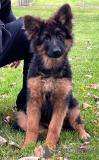 Photo №1. german shepherd - for sale in the city of Helsinki | Is free | Announcement № 162189