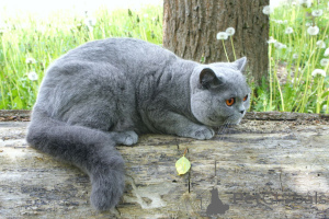 Photo №1. british longhair - for sale in the city of Swindon | 518$ | Announcement № 144300