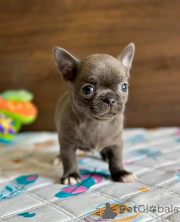 Photo №2 to announcement № 138072 for the sale of chihuahua - buy in United States breeder