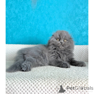 Photo №1. scottish fold - for sale in the city of Leeds | 361$ | Announcement № 174391