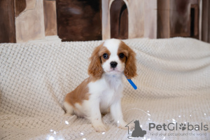 Additional photos: Puppies Cavalier King Charles Spaniel