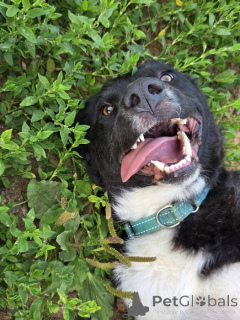 Photo №4. I will sell non-pedigree dogs in the city of Moscow river. private announcement - price - Is free