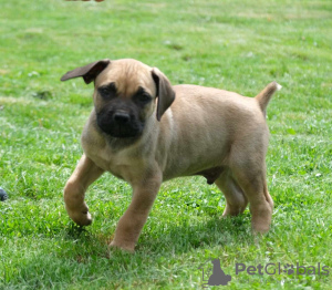 Additional photos: Boerboel (South African Mastiff) puppies