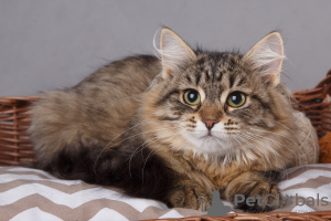 Photo №1. siberian cat - for sale in the city of St. Petersburg | negotiated | Announcement № 6598