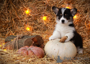 Photo №2 to announcement № 86682 for the sale of welsh corgi - buy in Russian Federation from nursery