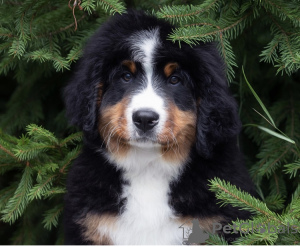 Photo №1. bernese mountain dog - for sale in the city of St. Petersburg | negotiated | Announcement № 72112