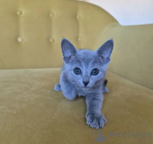 Photo №1. russian blue - for sale in the city of Bochum | 361$ | Announcement № 177744