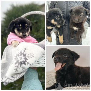 Photo №1. non-pedigree dogs - for sale in the city of Москва | Is free | Announcement № 125849